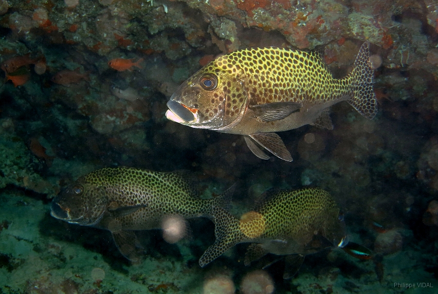 IMG_0255rc_Maldives_Madoogali_Diagramme arlequin-Plectorhinchus chaetodonoide.jpg